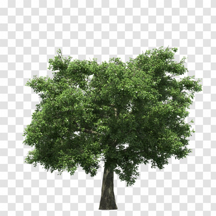 Stock Photography Tree Royalty-free - Oak Transparent PNG