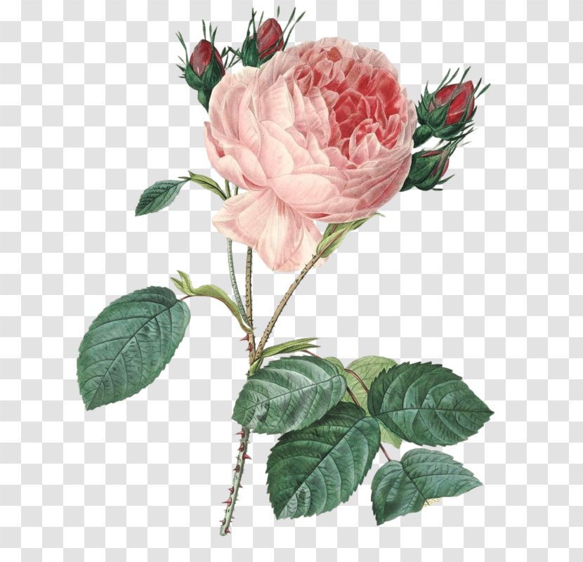 France Pierre-Joseph Redouté (1759-1840) Cabbage Rose Botany Botanical Illustration - Cut Flowers Transparent PNG