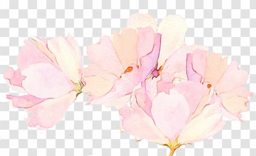 Cherry Blossom - Branch Transparent PNG