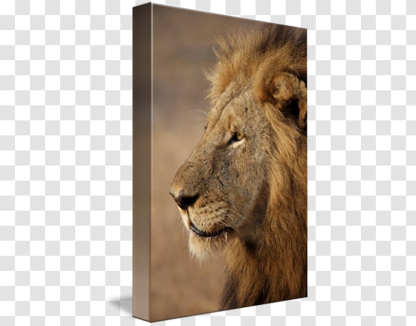 East African Lion Cat Portrait Photography Wildlife - Face - Side Profile Transparent PNG