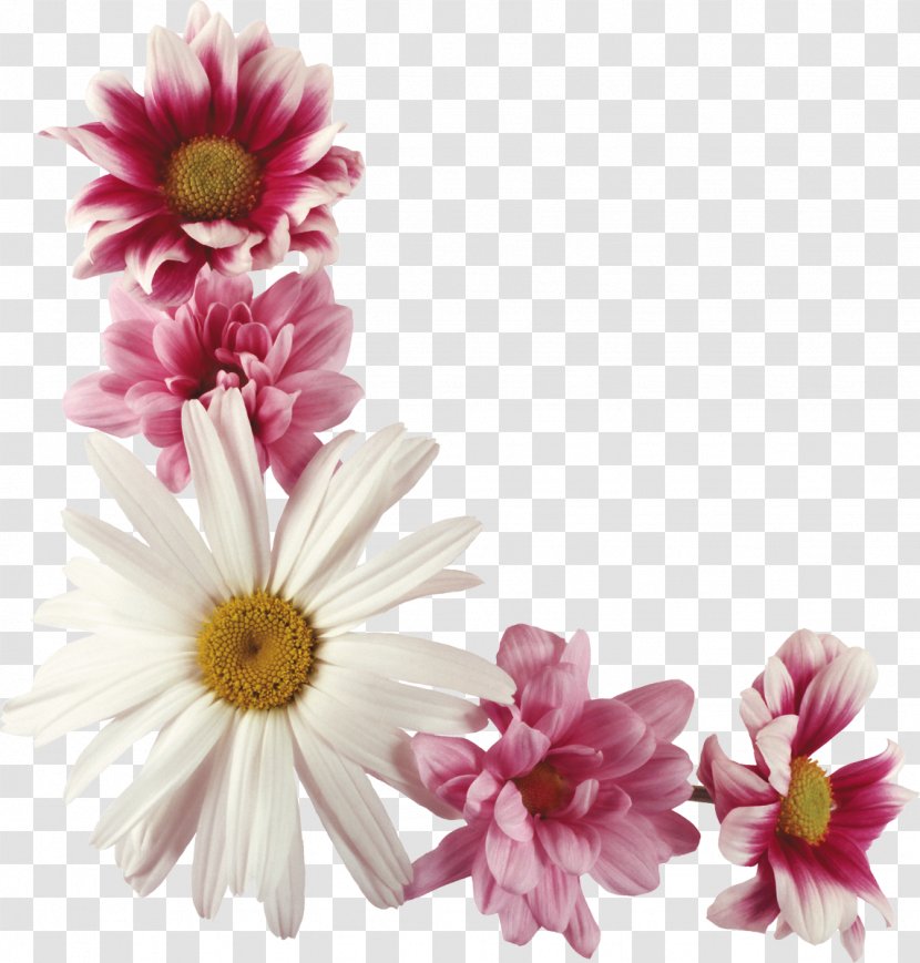 Tatiana Day Holiday Ansichtkaart Name - Flowering Plant - Gull Transparent PNG