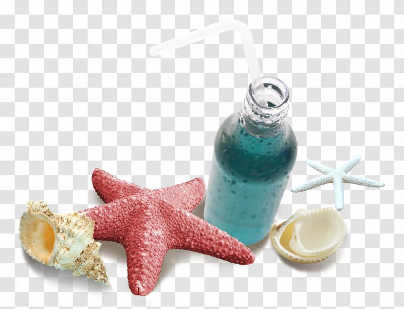 Starfish Download Computer File - Seashell Transparent PNG