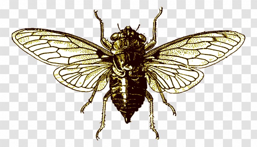 Cicadoidea - True Bugs - Bee Transparent PNG