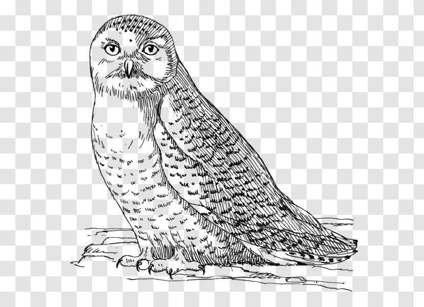 Snowy Owl Bird Coloring Book Eurasian Eagle-owl Transparent PNG