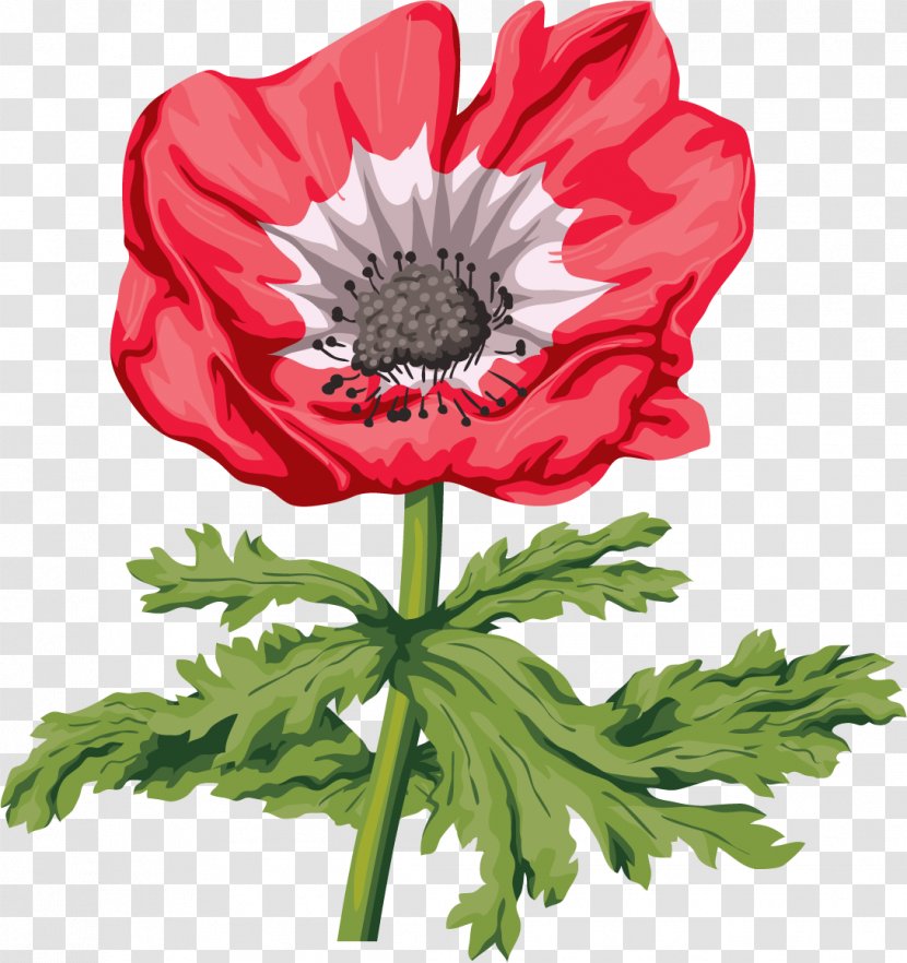 Common Poppy Remembrance Flower Clip Art - Anemone Transparent PNG