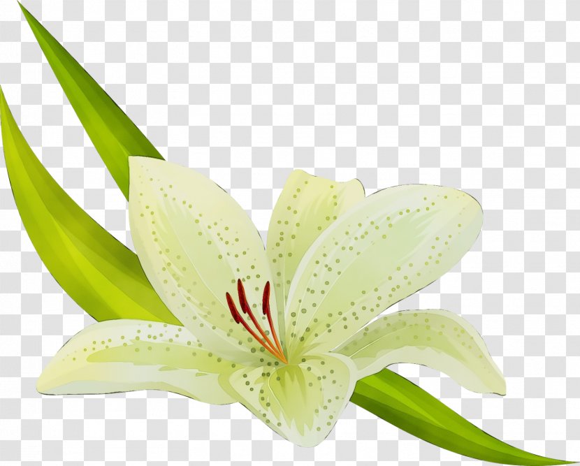 Flower Plant Lily Amaryllis Belladonna Petal - Anthurium Terrestrial Transparent PNG
