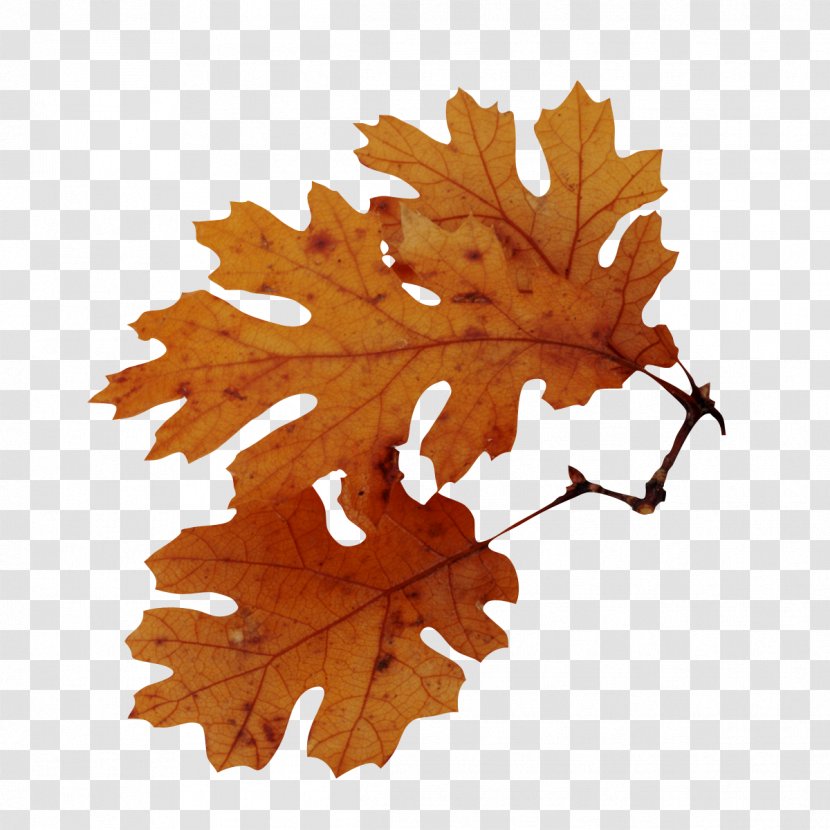 Autumn Leaf Color Tree American Sweetgum Quercus Nigra - Leaves Transparent PNG