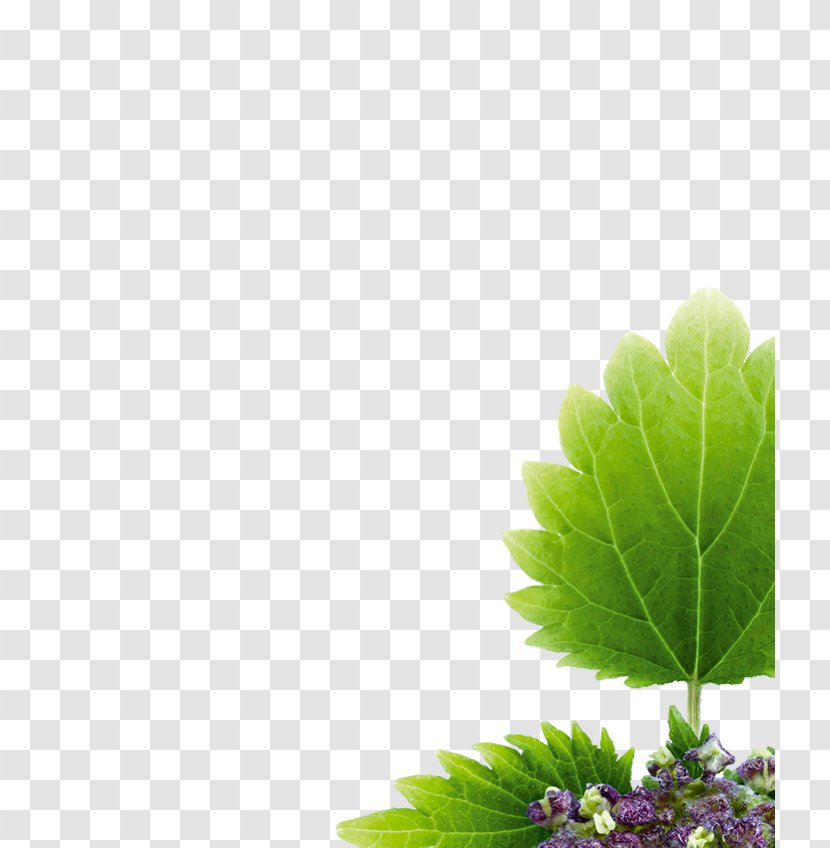 Cosmetology Medicine Alternative Health Services Herb Pharmacist - Tree - Nettle Transparent PNG
