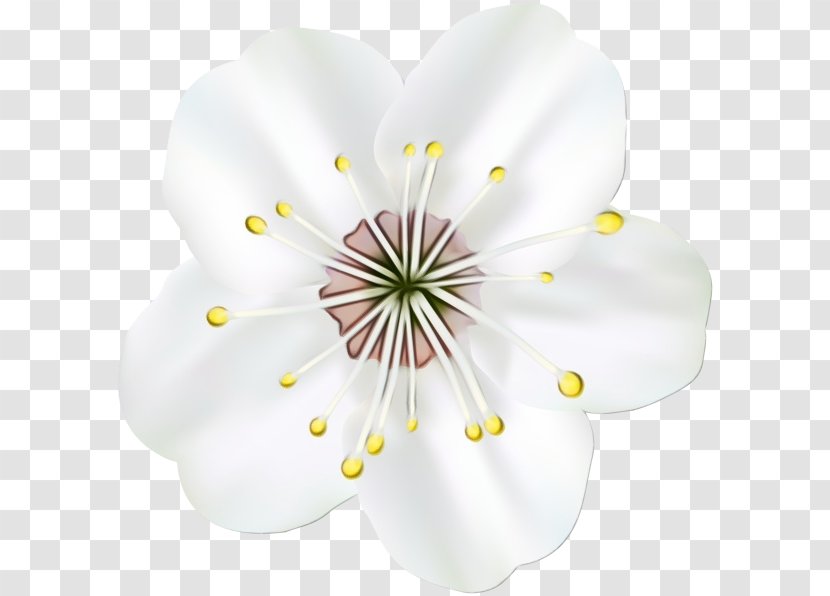 Cherry Blossom - Paint - Perennial Plant Geranium Transparent PNG