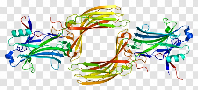 Arrestin Beta 1 2 Beta-1 Adrenergic Receptor - Organism Transparent PNG