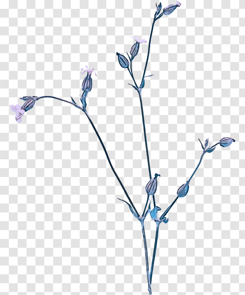 Twig Plant Stem Cut Flowers Petal Chicory Transparent PNG