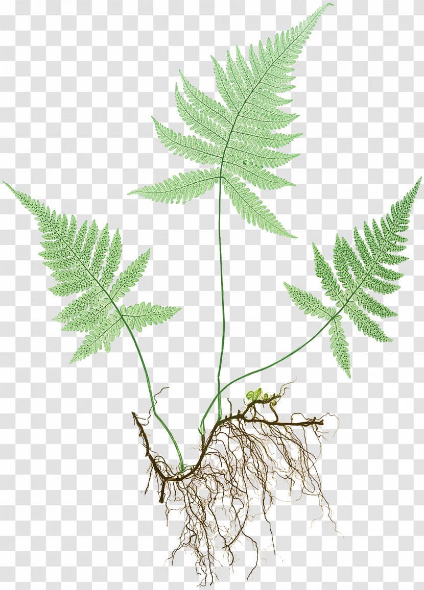 Fern Hortus Europae Americanus Leaf Botanical Illustration Botany - Twig Transparent PNG
