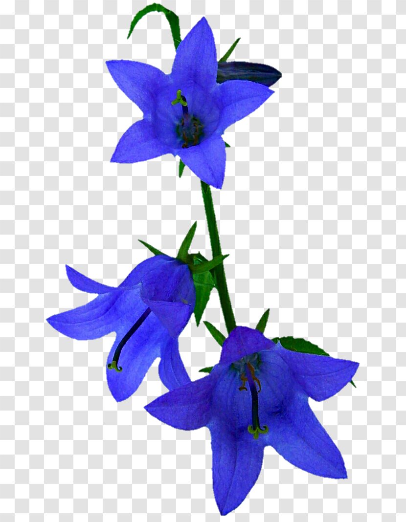Harebell Flower Campanula Portenschlagiana Common Bluebell Violet - Bellflower - Blue Transparent PNG
