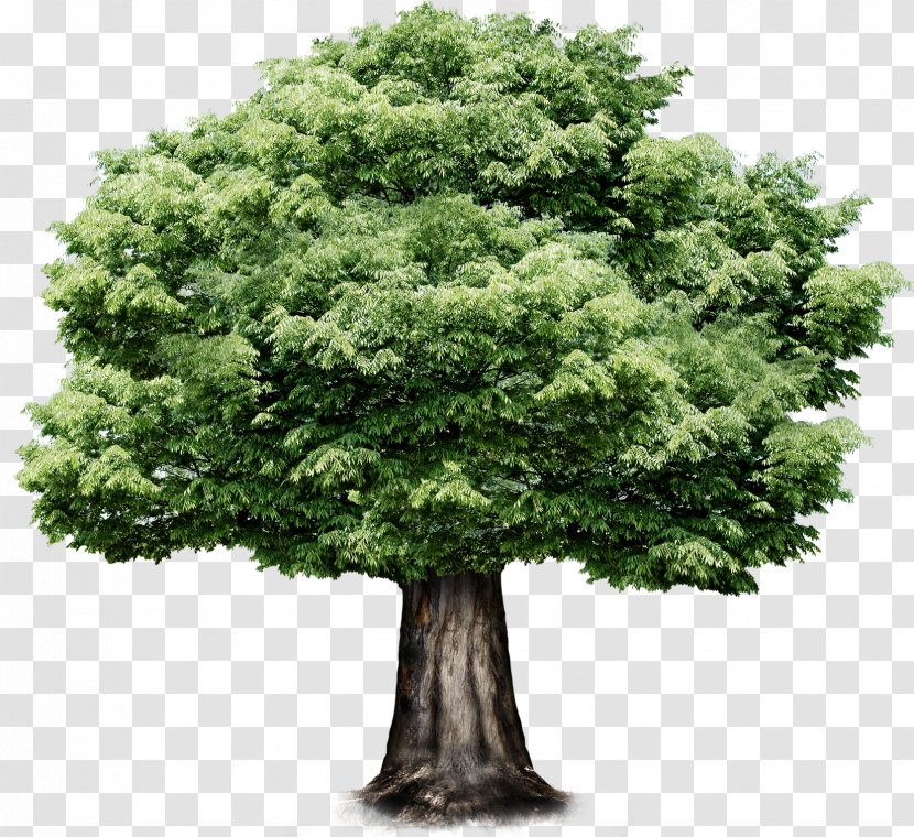 Tree - Shrub - Tree,Greenery Transparent PNG