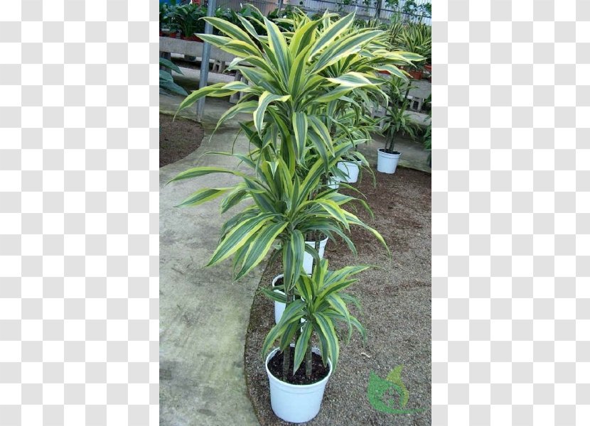 Dracaena Fragrans Arecaceae Reflexa Var. Angustifolia Houseplant - Plant Transparent PNG