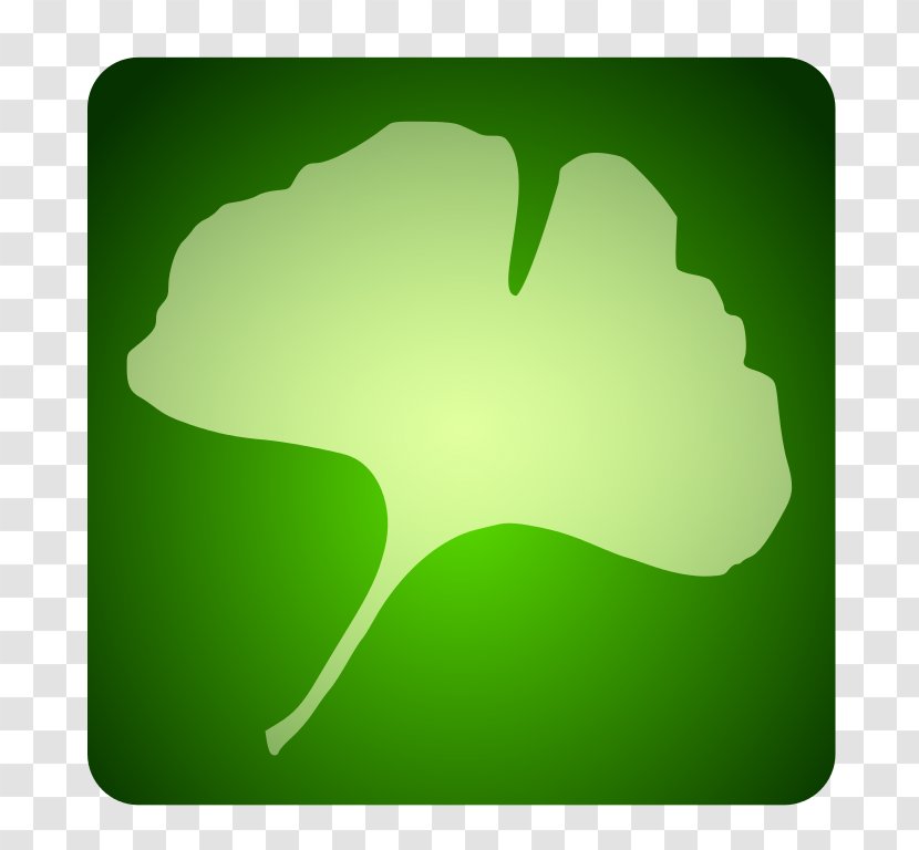 Desktop Wallpaper Tree Leaf Green - Ginkgo Transparent PNG