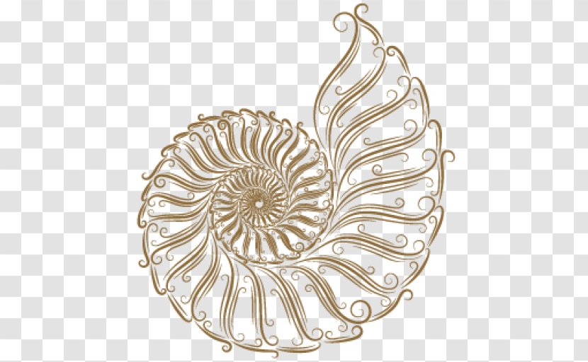 Seashell Sketch - Art Transparent PNG