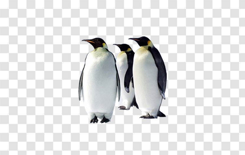 Emperor Penguin Bird Desktop Wallpaper Arctic - Computer Monitors Transparent PNG