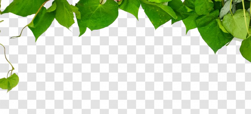 Green Wallpaper - Tree - Leaves Transparent PNG