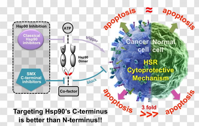 Hsp90 Inhibitor Cancer C-terminus N-terminus - Technology - Therapy Transparent PNG