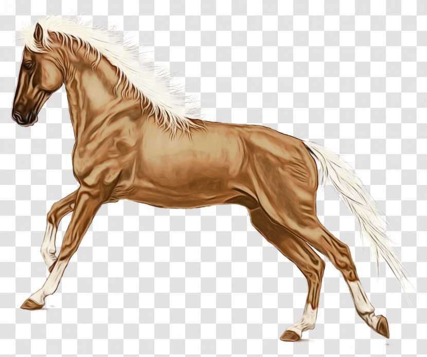 Horse Cartoon - Mustang - Wildlife Livestock Transparent PNG