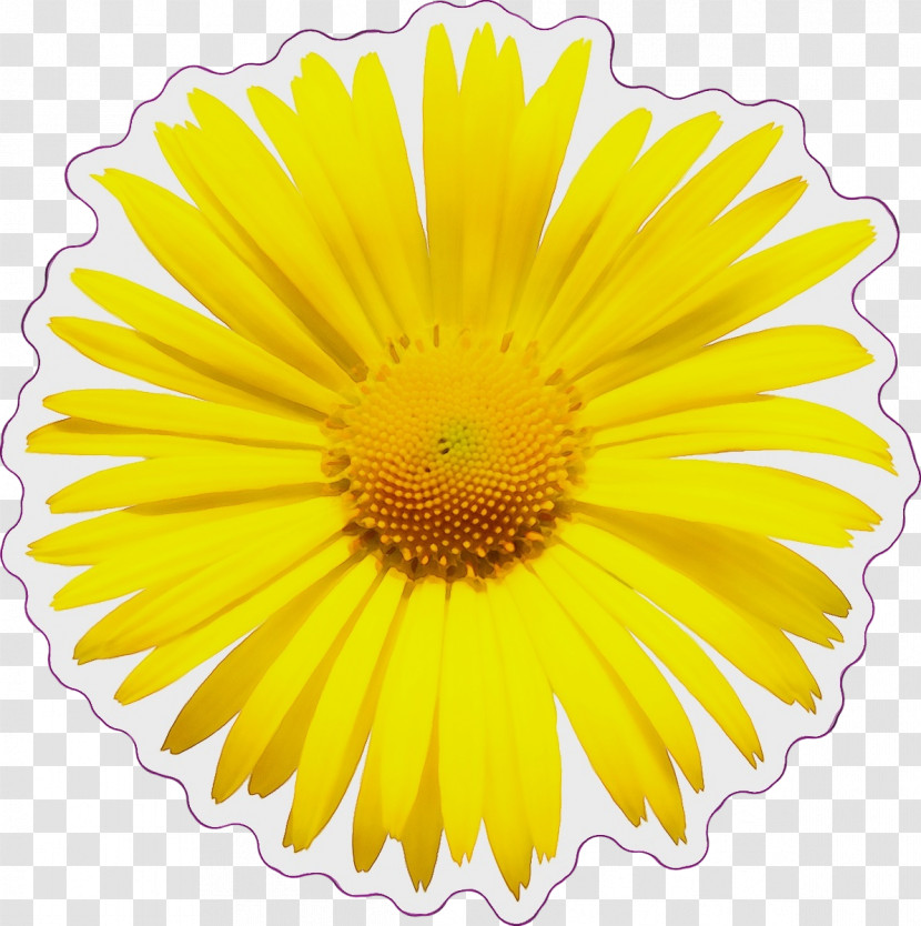 Flower Transvaal Daisy Mayweed Cut Flowers Yellow Transparent PNG