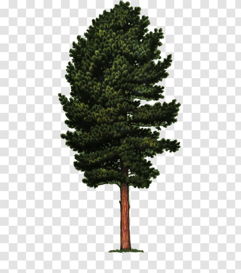 Vector Graphics Clip Art Stock Photography Cedar - Royaltyfree - Tree Transparent PNG