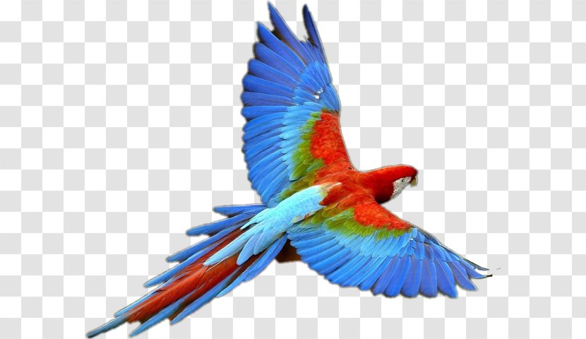Parrot Budgerigar Bird Clip Art Transparent PNG