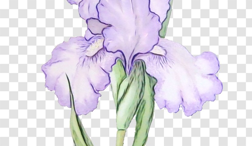 Flower Flowering Plant Purple Petal - Iris Family Violet Transparent PNG
