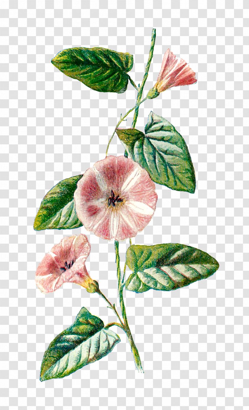 Familiar Wild Flowers Field Bindweed Plant Botany - Frederick Edward Hulme Transparent PNG