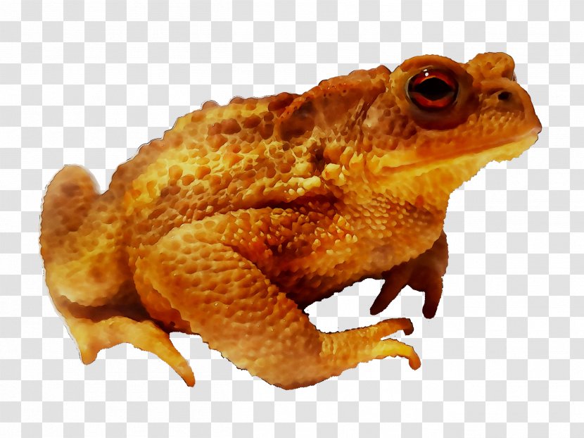 Toad True Frog Terrestrial Animal Tree - Eleutherodactylus Transparent PNG