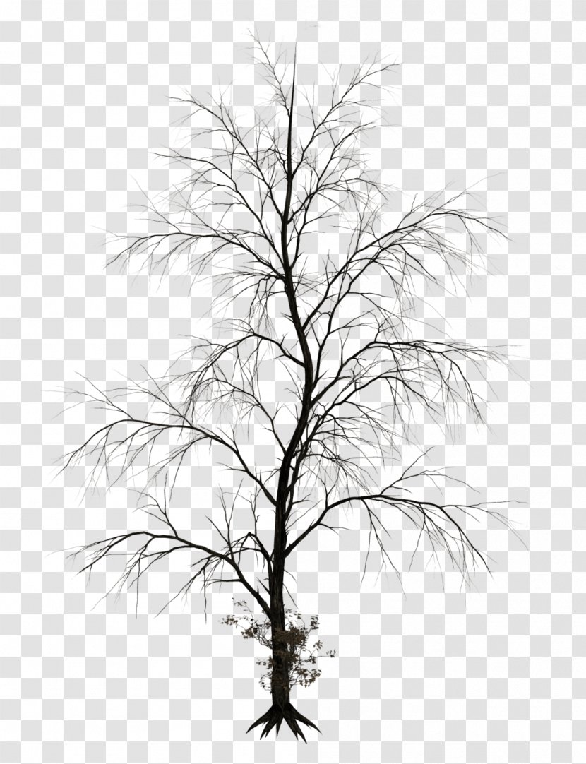 Tree Drawing Branch Clip Art - Flowering Plant - Dark Transparent PNG
