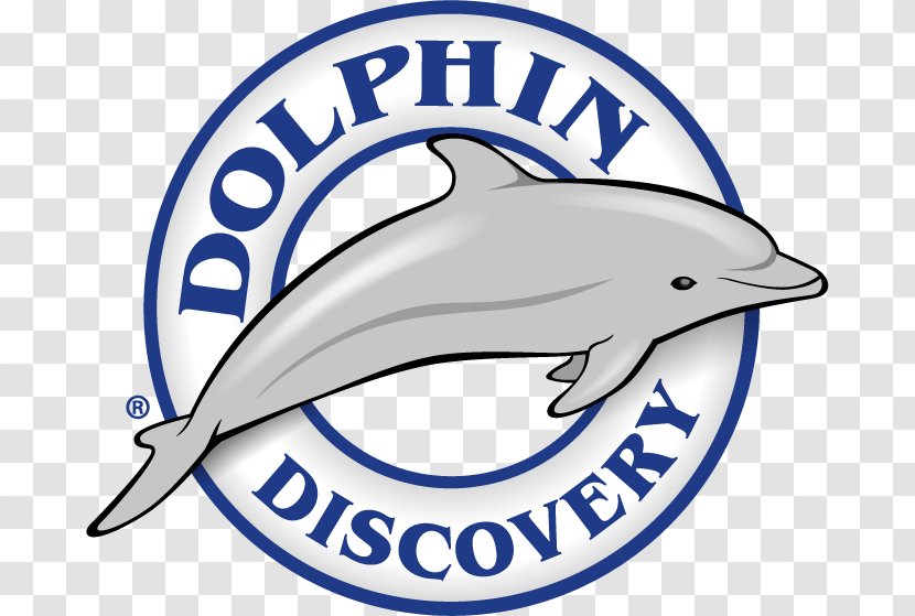 Dolphin Discovery Costa Maya Isla Mujeres Playa Del Carmen Mahahual - Area Transparent PNG