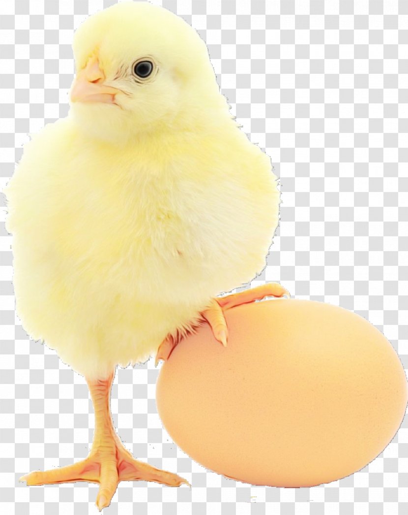 Egg - Paint - Poultry Transparent PNG
