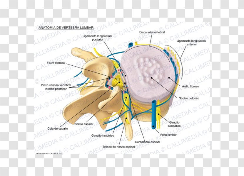 Lumbar Vertebrae Vertebral Column Spinal Disc Herniation Anatomy - Frame - Heart Transparent PNG