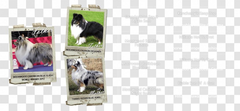 Dog Breed Advertising Brand - Like Mammal Transparent PNG