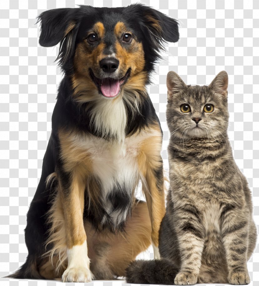 Dog–cat Relationship Pet Sitting Veterinarian - Small To Medium Sized Cats - Cat Transparent PNG