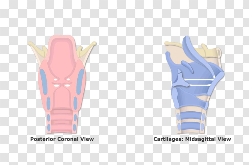 Larynx Vestibular Fold Cuneiform Cartilages Anatomy - Joint - Vocal Cords Transparent PNG
