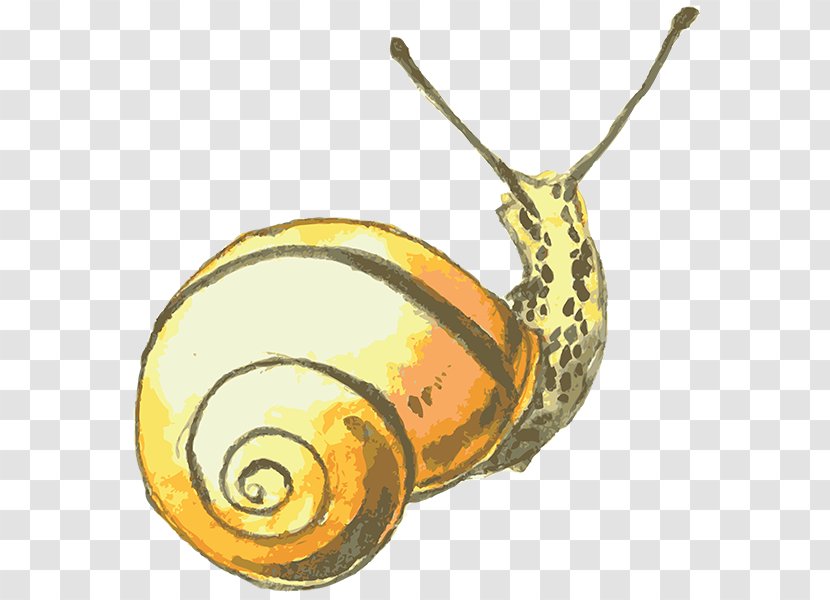 Snail Drawing Watercolor Painting Transparent PNG