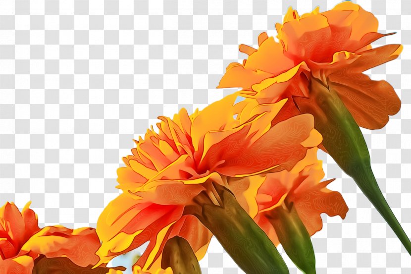 Flowers Background - Side Effect - Canna Lily English Marigold Transparent PNG
