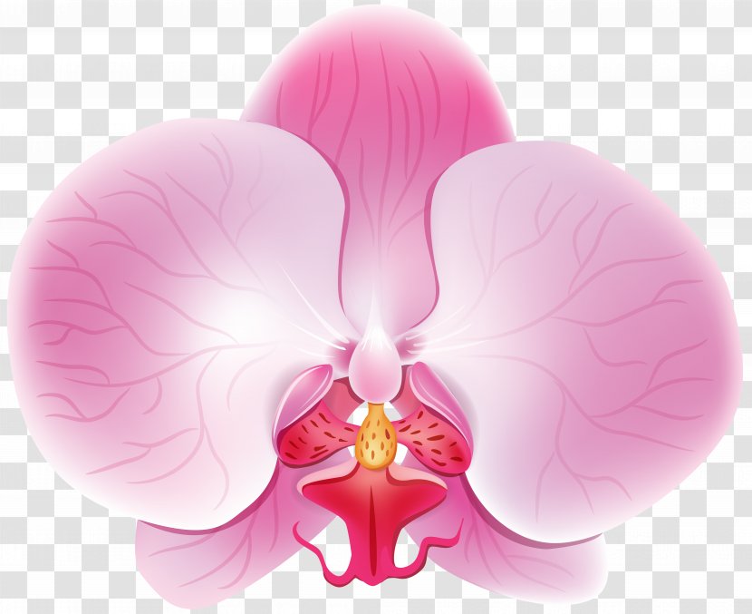Clip Art - Rose - Orchid Pink Image Transparent PNG