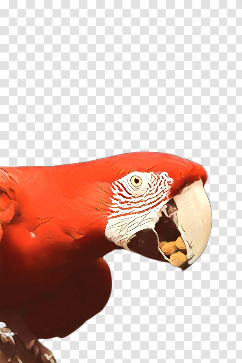 Bird Parrot - Macaw Transparent PNG