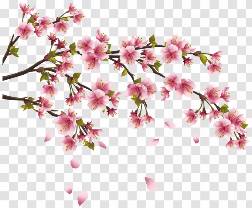 Cherry Blossom Wall Decal Sticker Branch - Flowering Plant Transparent PNG