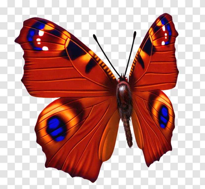 Butterfly Aglais Io Photography - Eye Transparent PNG