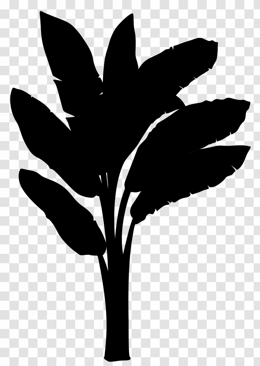 Plantain Musa Acuminata Balbisiana Banana Vector Graphics - Blackandwhite Transparent PNG
