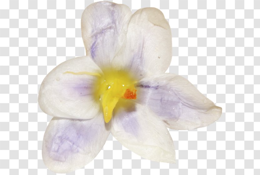 Crocus Moth Orchids Family Violet Transparent PNG