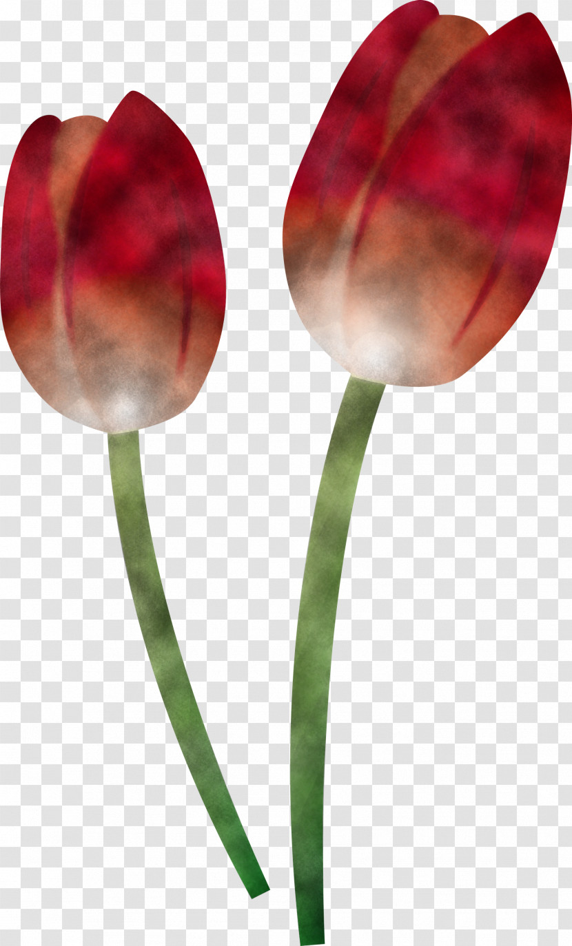 Tulip Flower Plant Petal Plant Stem Transparent PNG
