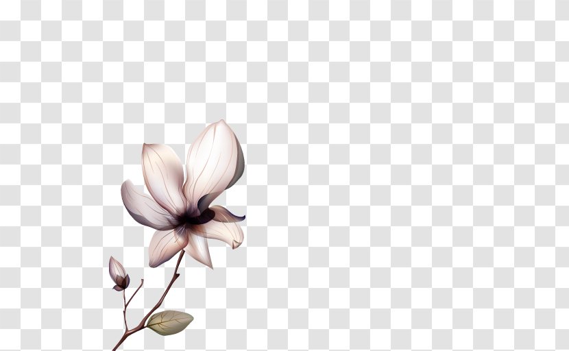 Clip Art Image Flower Illustration Photograph - Petal Transparent PNG