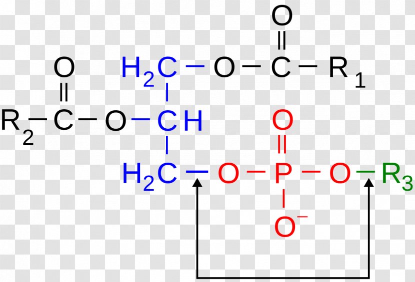 Phosphodiester Bond Chemical Hydrophile Phospholipid - Covalent - Cover Books Transparent PNG