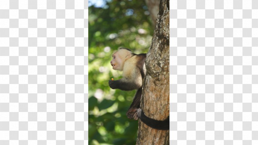 Cercopithecidae Old World Wood /m/083vt Wildlife - Monkey Transparent PNG